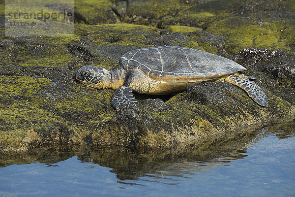 USA  Vereinigte Staaten  Amerika  Hawaii  Big Island  North Kona  Küste  Kaloko-Honokohau National Historic Park  Meeresschildkröte