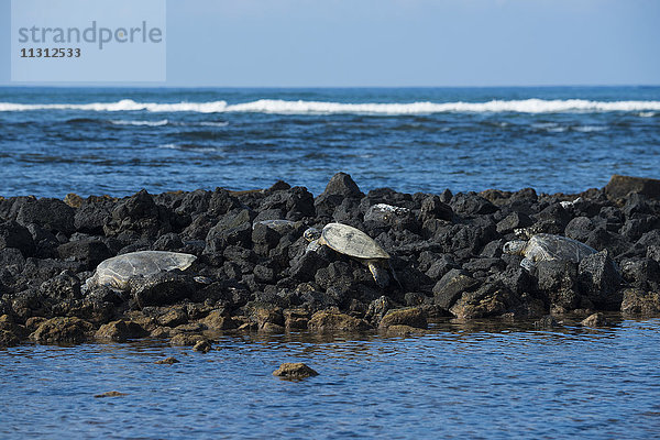 USA  Vereinigte Staaten  Amerika  Hawaii  Big Island  North Kona  Küste  Kaloko-Honokohau National Historic Park  Schildkröten