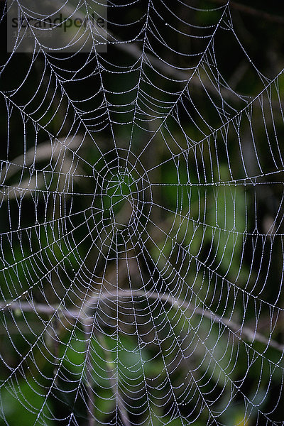 Verlassenes Spinnennetz mit Tautropfen