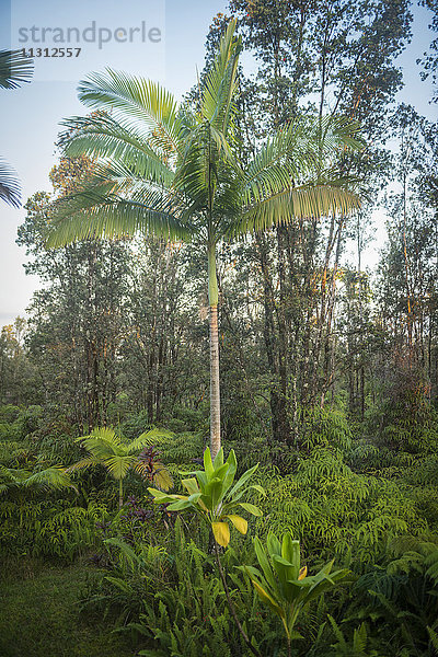 USA  Vereinigte Staaten  Amerika  Hawaii  Big Island  Puna  tropischer Wald bei Hilo