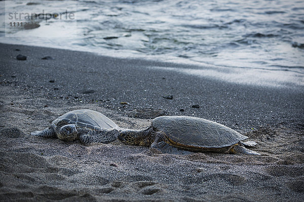 USA  Vereinigte Staaten  Amerika  Hawaii  Big Island  Kona  Kaloko-Honokohau National historic park  Meeresschildkröte  Schildkröte  Tier  am Strand
