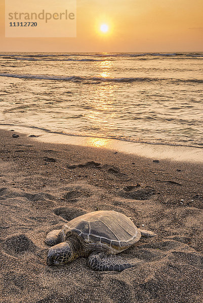 USA  Vereinigte Staaten  Amerika  Hawaii  Big Island  Kona  Kaloko-Honokohau National historic park  Meeresschildkröte  Schildkröte  Tier  am Strand