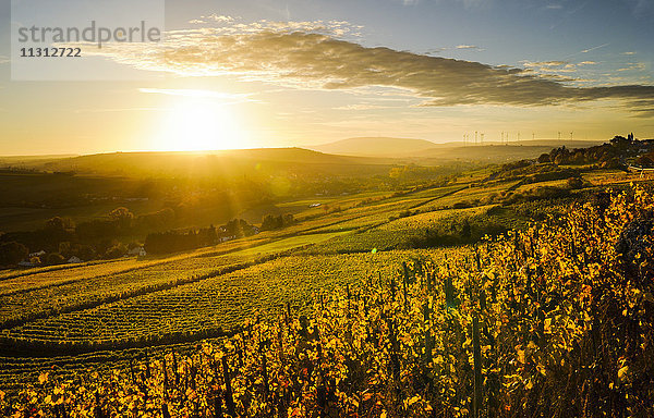 Deutschland  Rheinland-Pfalz  Weinberg im Herbst bei Sonnenuntergang
