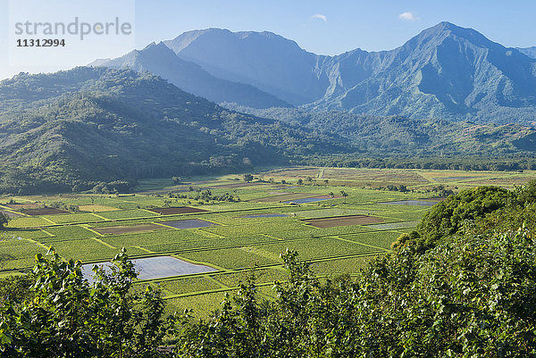 USA  Vereinigte Staaten  Amerika  Hawaii  Insel  Kauai  Princeville  Taro  Feld  Aussichtspunkt Kilauea Point