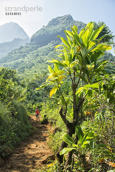 USA  Vereinigte Staaten  Amerika  Hawaii  Insel  Kauai  Hanalei  Na Pali  Küste  Insel  Wanderweg