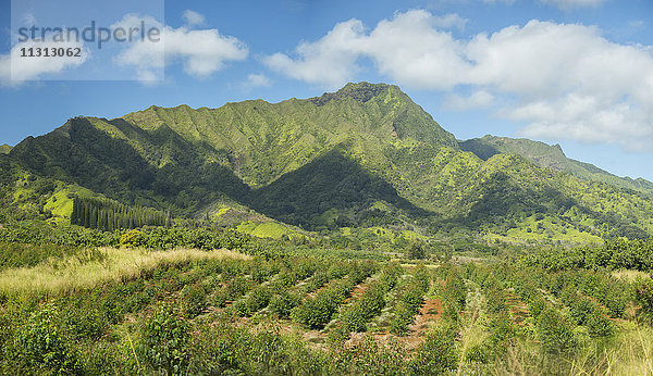 USA  Vereinigte Staaten  Amerika  Südpazifik  Hawaii  Kauai  Lihue  Mt. Waialaale