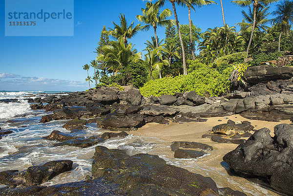 USA  Vereinigte Staaten  Amerika  Hawaii  Maui  Grüne Meeresschildkröte
