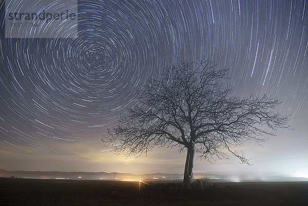 Sternenspuren über einen einsamen Baum
