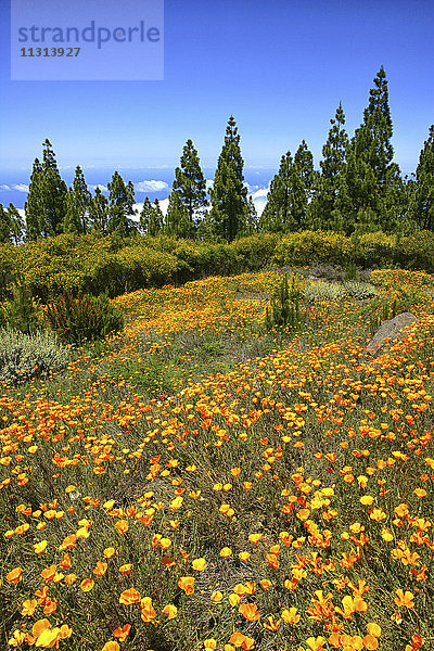 Spanien  Teneriffa  Blüten in der Nähe von El Teide