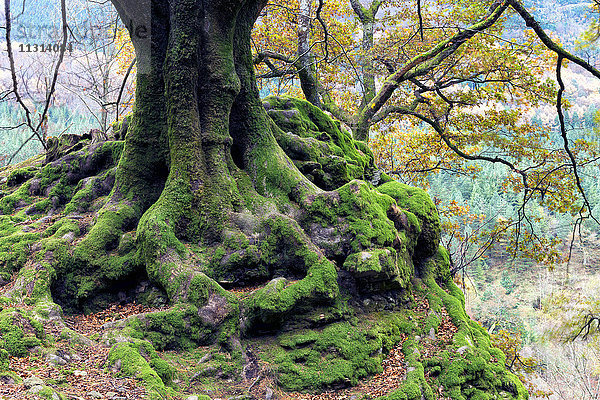 Spanien  Baskenland  Naturpark Gorbea  Otzarreta-Wald im Herbst