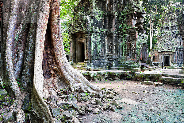 Kambodscha  Siem Reap  Angkor  Ta Prohm Tempel