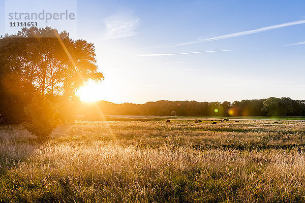 Deutschland  Schleswig-Holstein  Kuhherde auf der Weide bei Sonnenuntergang