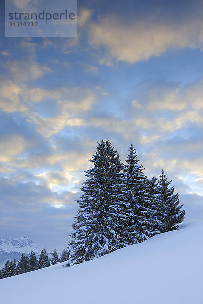Winterlandschaft  Berg Flumser  Schweiz
