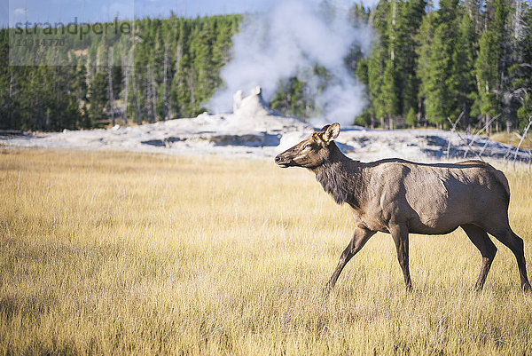 USA  Wyoming  Yellowstone Nationalpark  weibliche Wapiti auf einer Wiese