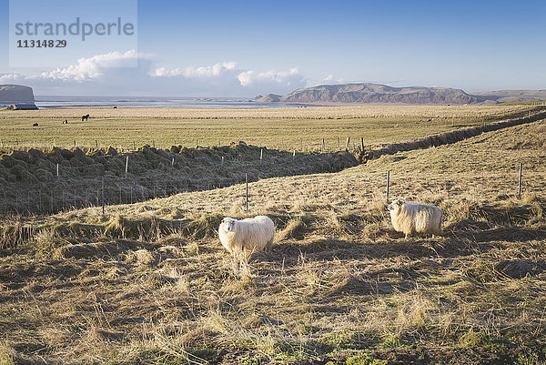 Island  zwei Schafe auf der Weide