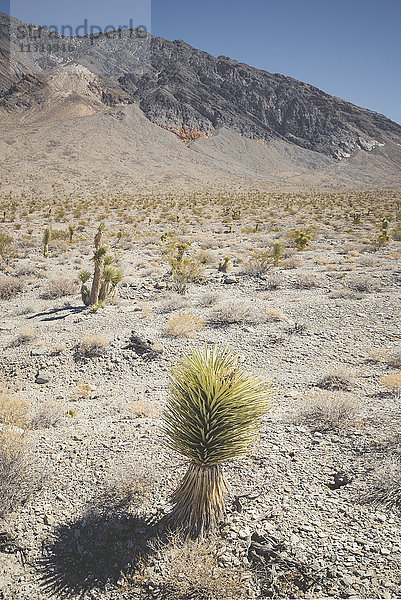 USA  Kalifornien  Death Valley Nationalpark