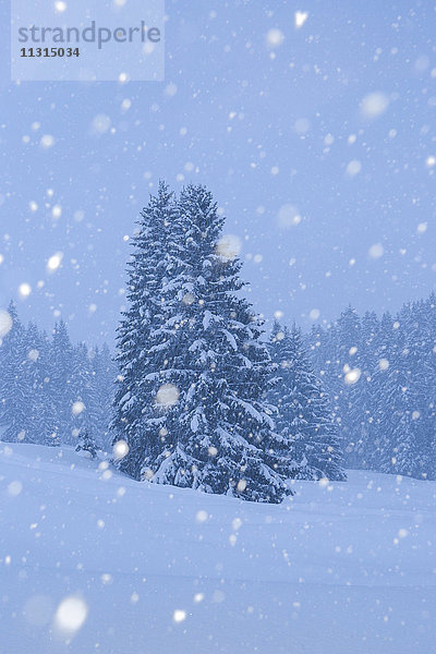 Schneebedeckt  Schneeig  Tannen mit Schneefall  Schweiz