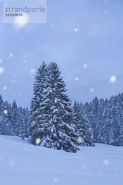 Schneebedeckt  Schneeig  Tannen mit Schneefall  Schweiz