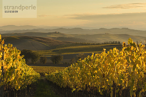 Italien  Toskana  Val d'Orcia  hügelige Landschaft mit Weinberg