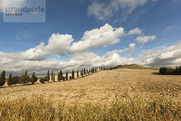 Italien  Toskana  Val d'Orcia  hügelige Landschaft