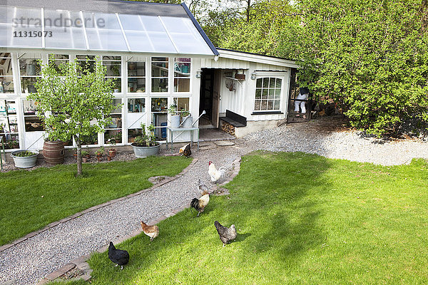 Hühner auf dem Rasen neben dem Haus