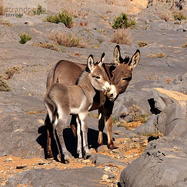 Esel mit junger Generation  Oman