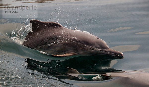 Delfin  Oman  Musandan