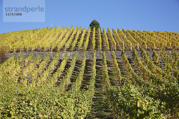 Weinberg im Herbst