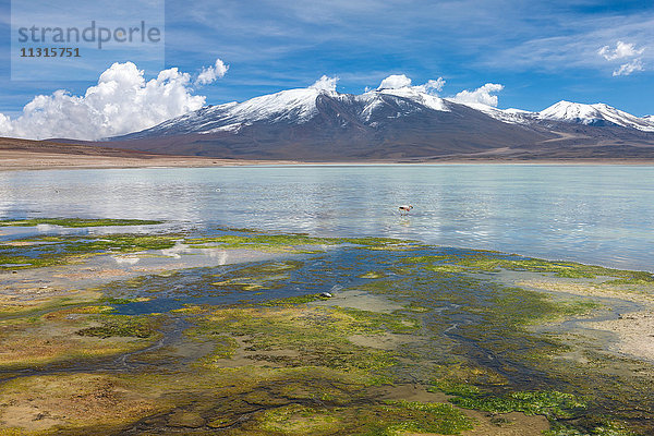 Laguna Blanca  Bolivien  Altiplano