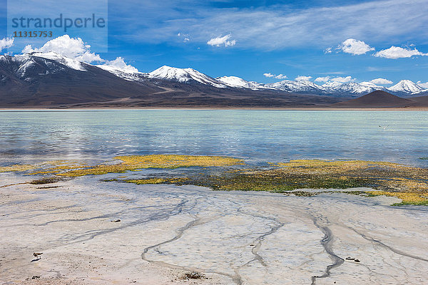 Laguna Blanca  Bolivien  Altiplano
