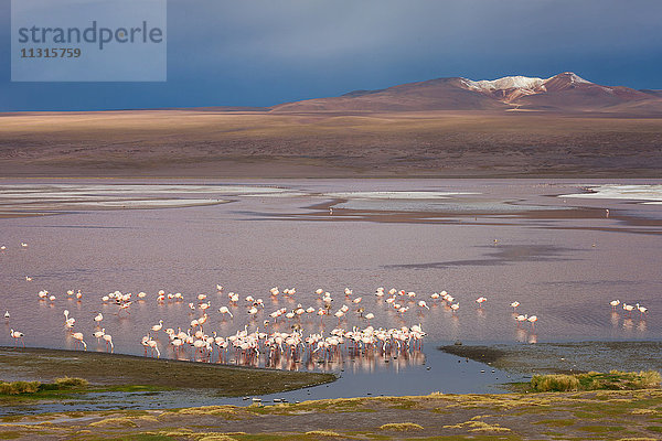 Laguna Colorado  Bolivien  Altiplano  Flamingos