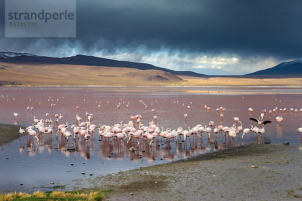 Laguna Colorado  Bolivien  Altiplano  Flamingos