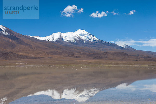 Laguna Hedionda  Bolivien  Altiplano