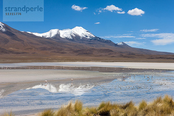Laguna Hedionda  Bolivien  Altiplano