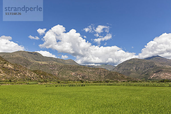 Peru  Provinz Jaen  Reisfelder am Rio Huancabamba
