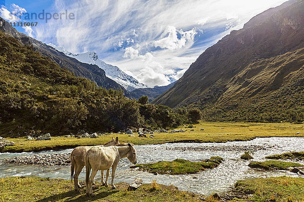 Peru  Anden  Cordillera Blanca  Huascaran Nationalpark  Esel am Fluss Quebrada Demanda