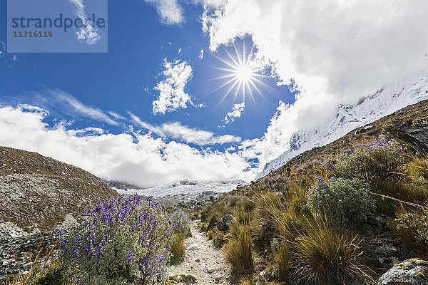 Peru  Anden  Cordillera Blanca  Huascaran Nationalpark  Nevado Chacraraju  Lupinen