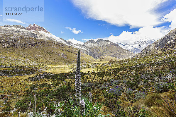 Peru  Anden  Cordillera Blanca  Huascaran Nationalpark  Nevado Yanapaccha und Nevado Huascaran  Lupinen