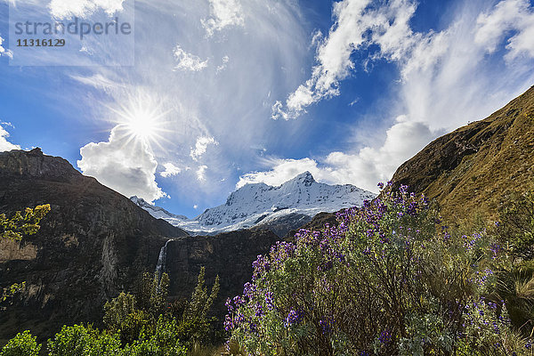 Peru  Anden  Cordillera Blanca  Huascaran Nationalpark  Nevado Chacraraju  Lupinen