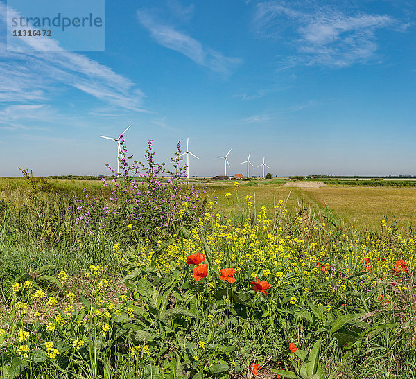 Anna Jacobapolder  Zeeland  Windkraftanlagen