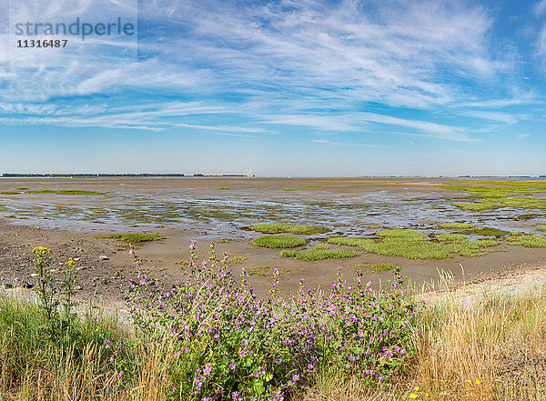 Anna Jacobapolder  Zeeland  Krabbenkreek  die Ostschelde bei Ebbe