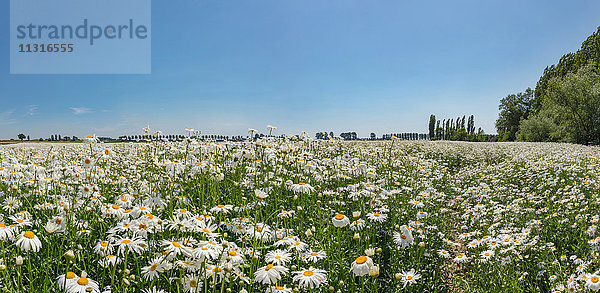 Sint-Annaland  Zeeland  Feld voll mit Mondgänseblümchen