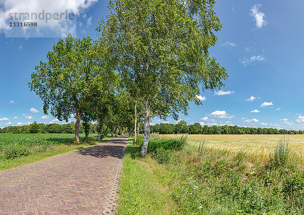 Langelo  Drenthe  Gepflasterte Straße mit Bäumen auf beiden Seiten entlang eines Maisfeldes