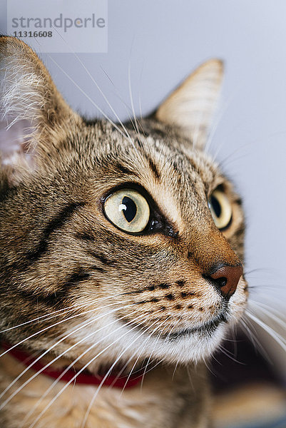 Portrait der Katze  Nahaufnahme