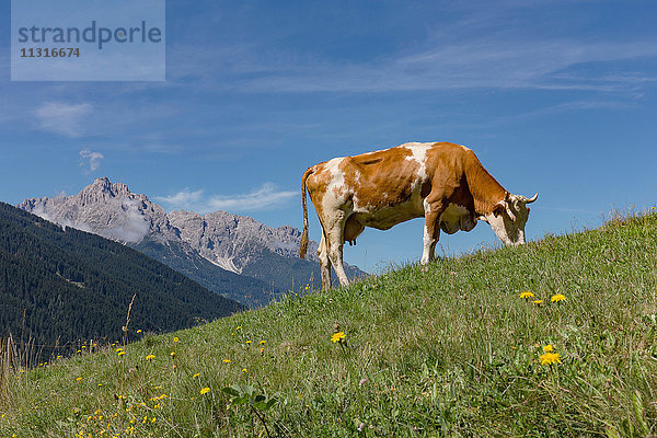 Sillian  Österreich  Rot-weiße Kuh auf einer Almwiese