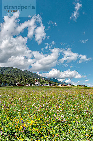 Strassen  Österreich  Wiesenblumen im Drautal