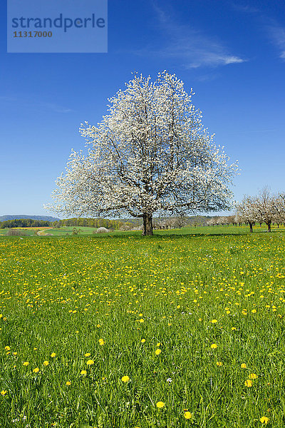 Blühender Birnbaum im Frühling  Schweiz
