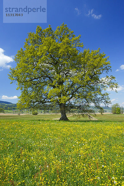 Eiche  Baum  Schweiz