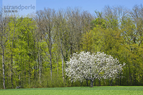 Kirschbaum im Frühling  Prunus avium  Baselland  Schweiz