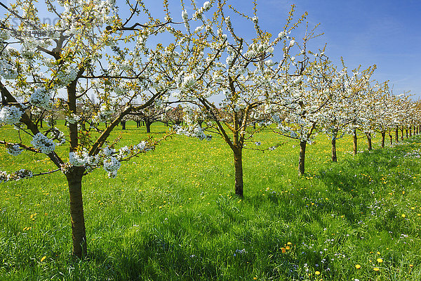Kirschbäume im Frühling  Prunus avium  Baselland  Schweiz